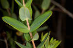 Myrtleleaf St. Johnswort